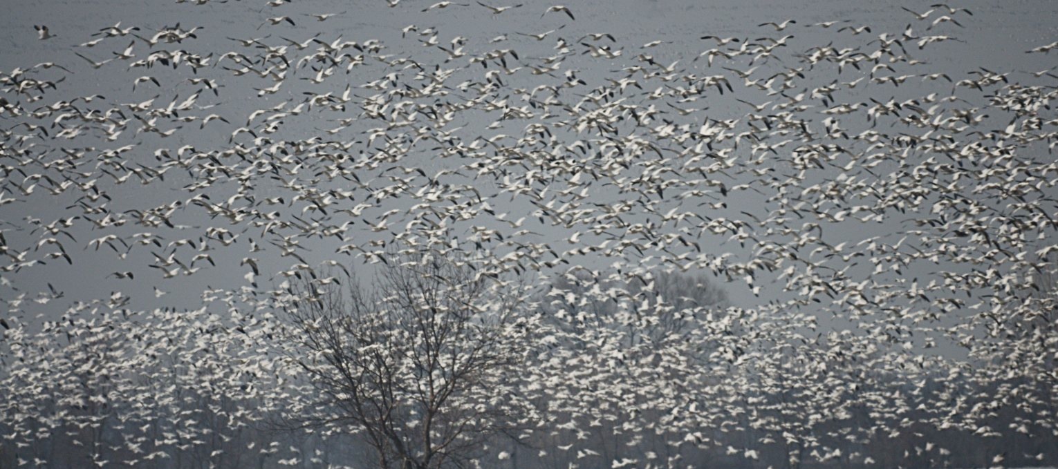 Mario Beauregard-Montreal Quebec Canada