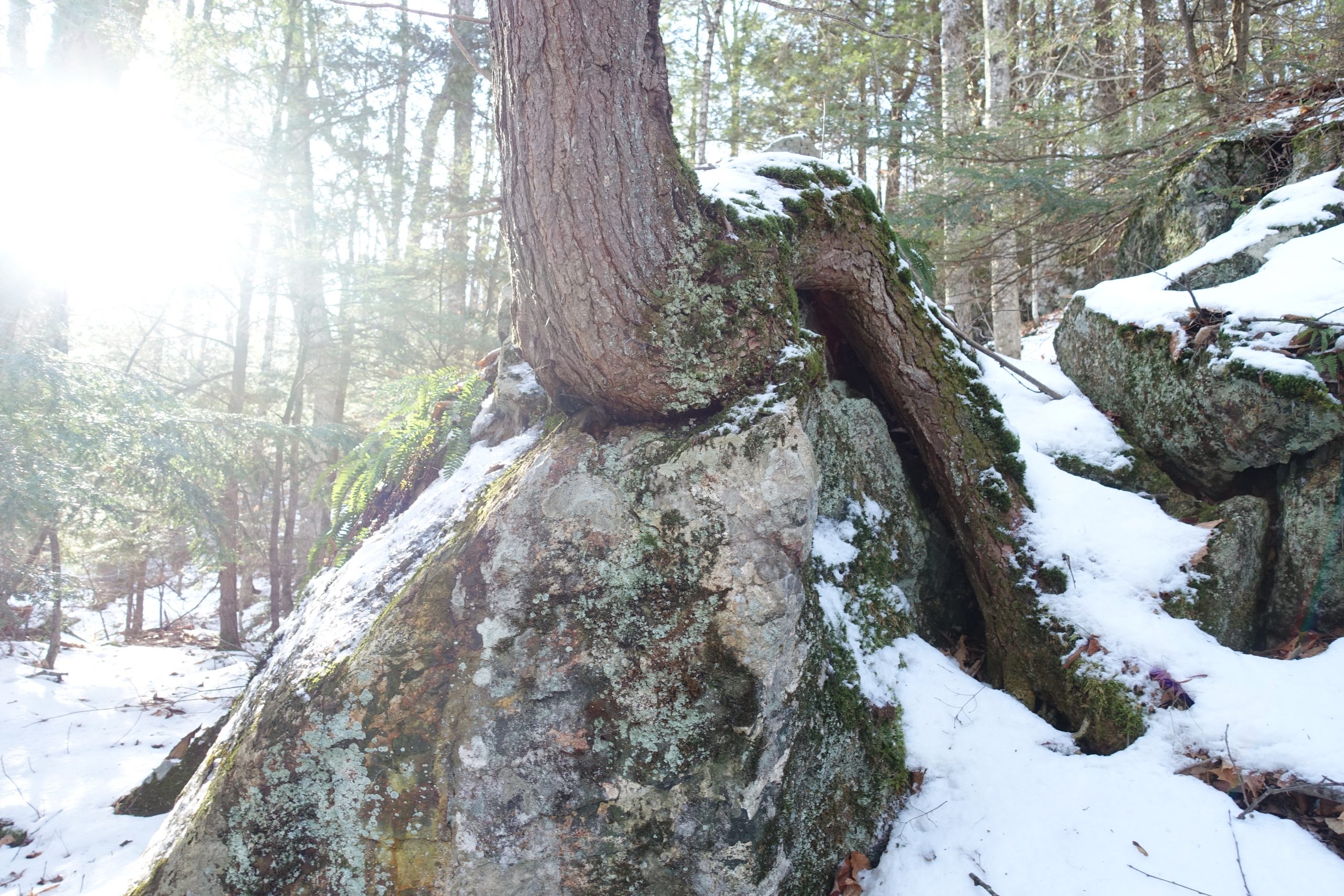 arbre1