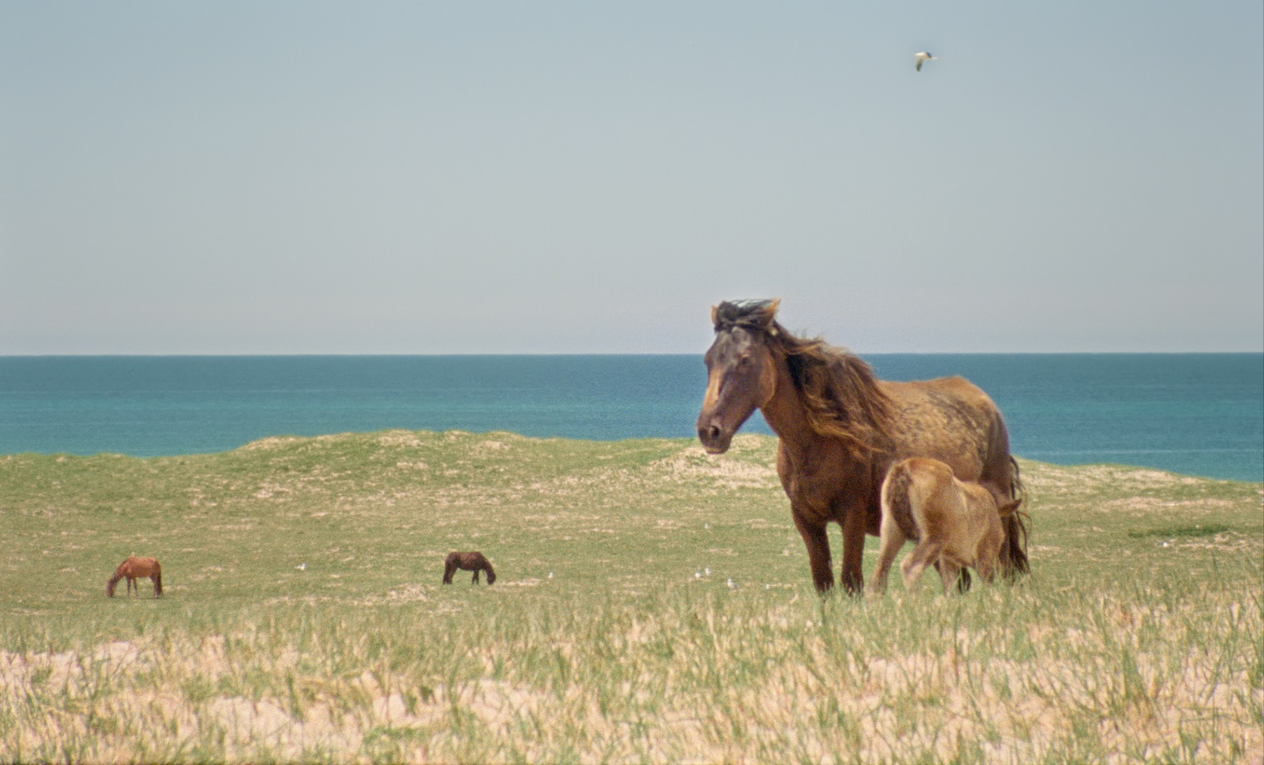 Geographies_of_Solitude_WildHorses_ⓒJacquelyn Mills - copie